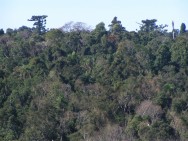 (c) Gil, Guillermo. . <p>Vista de la reserva desde el camino en el limite norte. Se observa, aparentemente, un ceibo florecido ademas de las araucarias emergiendo del dosel.</p>